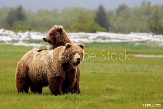 Picture of Grizzly Bear Mom and Cub